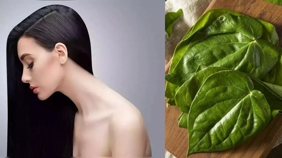 केस डाईला नाही म्हणा! हे सुपारीची पाने, 5 मिनिटांत पांढरे केस आणि टक्कल डोक्यावर जाड केस देखील! 12 516746 केसांसाठी सुपारीचे पान 4