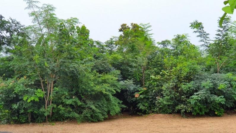 जंगलातील महत्त्वपूर्ण वाढ असलेल्या पहिल्या दहा देशांमध्ये भारताने आपले वनक्षेत्र यशस्वीरित्या वाढविले आहे. 1.5 वर्षांची मियावाकी वन --- प्रतिमा सौजन्याने @शबझशर्मा