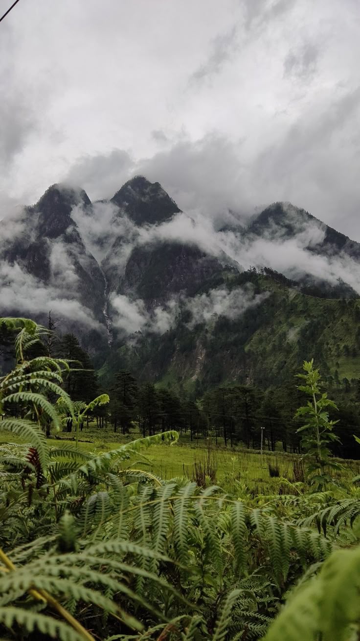यात हे असू शकतेः पर्वत ढग आणि हिरव्या वनस्पतींमध्ये झाकलेले आहेत.