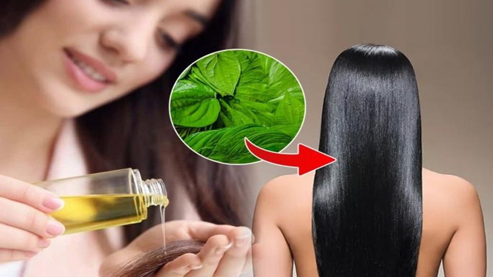 केस डाईला नाही म्हणा! हे सुपारीची पाने, 5 मिनिटांत पांढरे केस आणि टक्कल डोक्यावर जाड केस देखील! 9 516749 केसांसाठी सुपारीचे पान 1