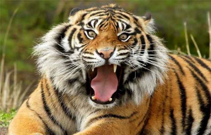 angry-tiger