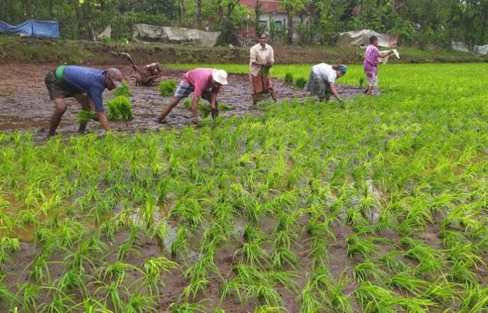 rice farm bhatsheti