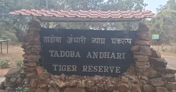 tadoba