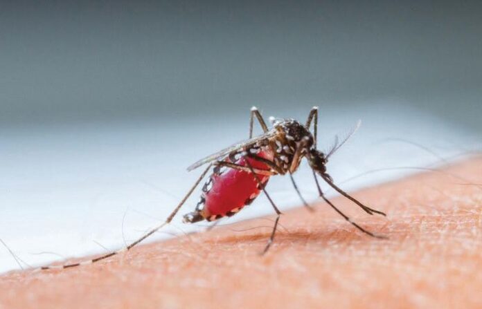 malaria mosquito