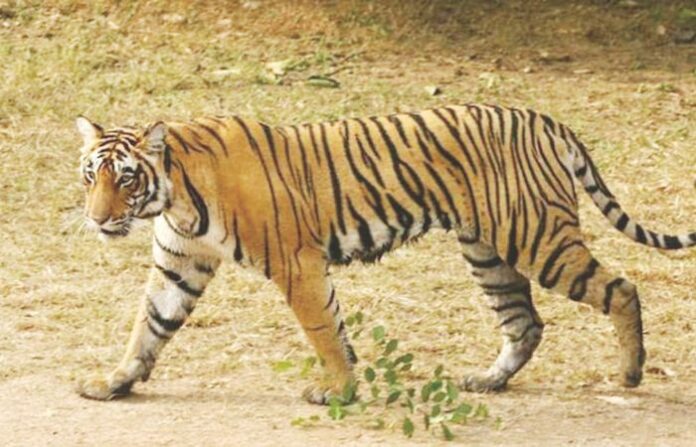 tiger