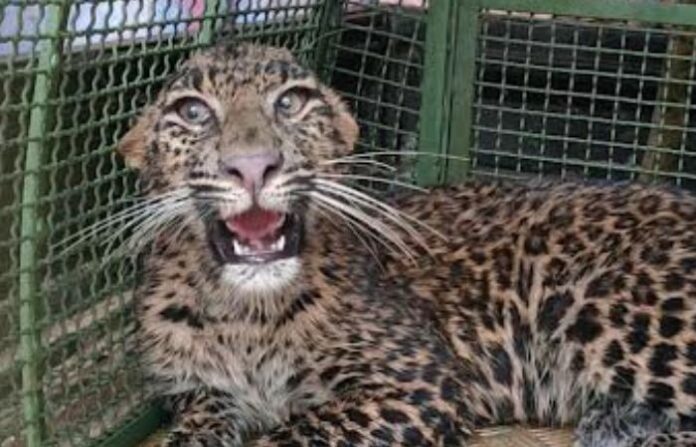 Leopard