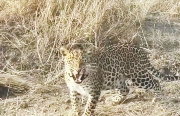 leopard