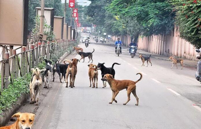 stray dogs