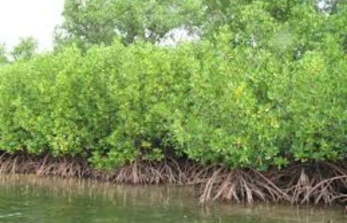 Mangroves