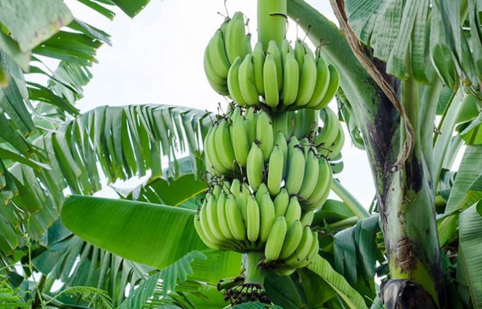 banana