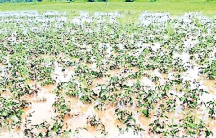crop damage