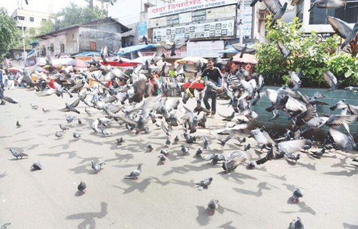 dadar kabutar khana