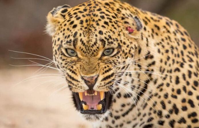 leopard attack