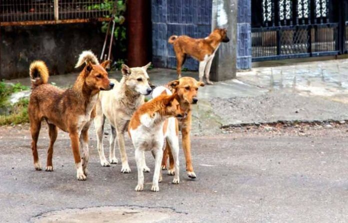 stray-dog