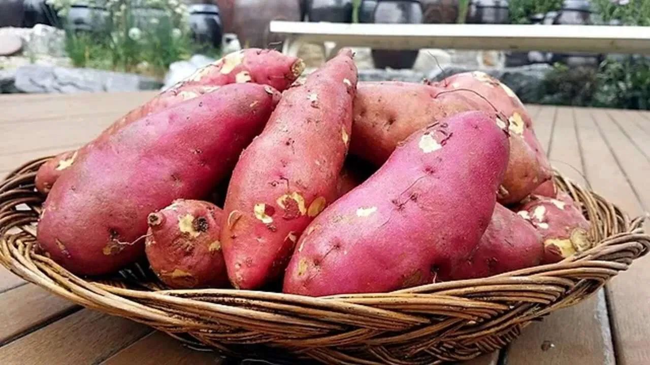 गोड बटाटा: गाजरांप्रमाणेच गोड बटाटा देखील व्हिटॅमिन ए असतो, जो डोळ्यांसाठी खूप फायदेशीर आहे. गोड बटाटा डोळे निरोगी ठेवण्यास मदत करते. याव्यतिरिक्त, गोड बटाटामध्ये फायबर आणि अँटीऑक्सिडेंट्स देखील असतात. साधा बेक केलेला गोड बटाटा केवळ स्वादिष्टच नाही तर डोळ्यांचे पोषण देखील करते.