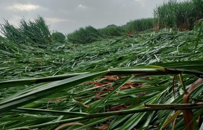 Latur Rain News (3)