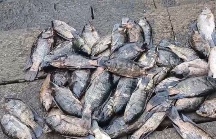 banganga fish