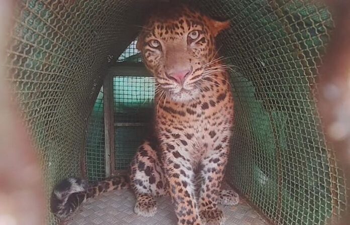 leopard