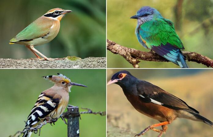 thane bird farm