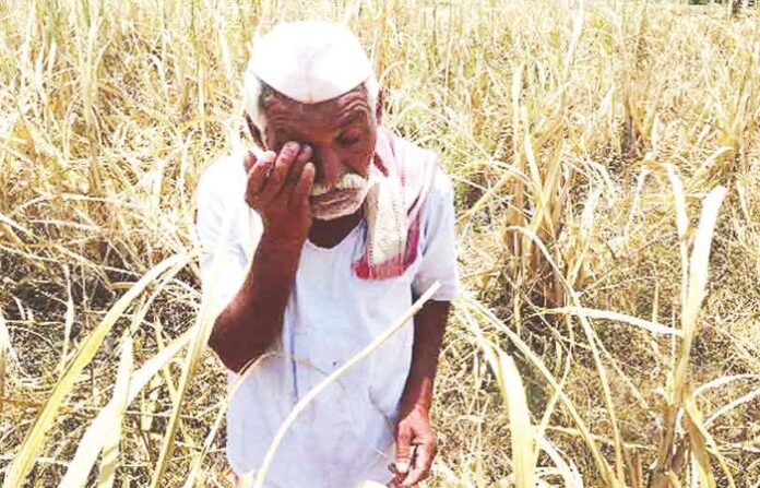 farmer (1)