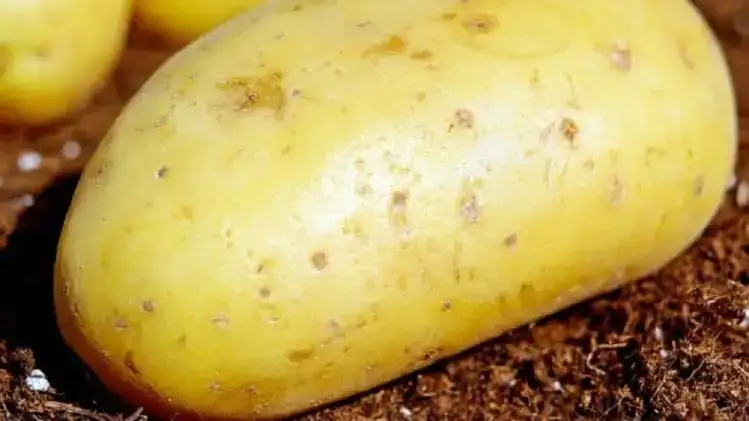 बटाट्याचे आश्चर्यकारक फायदे: इजा, त्वचा आणि आरोग्यासाठी वापर