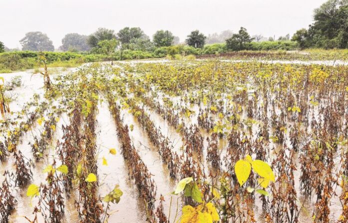 crop loss