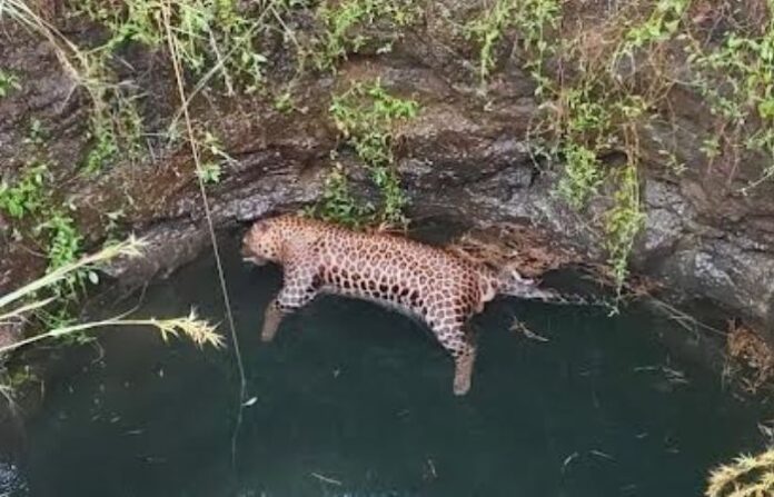 dead leopard