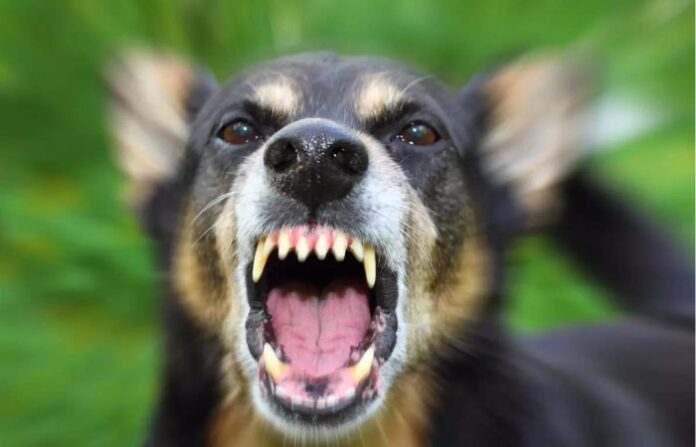 dog attack (1)
