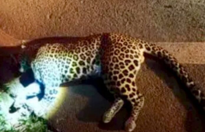leopard 1