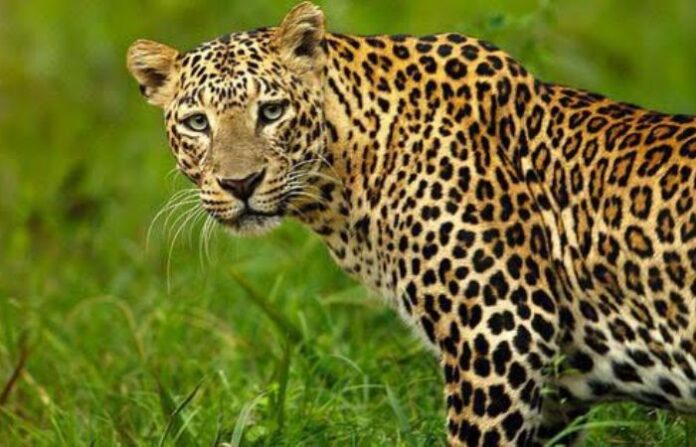 leopard