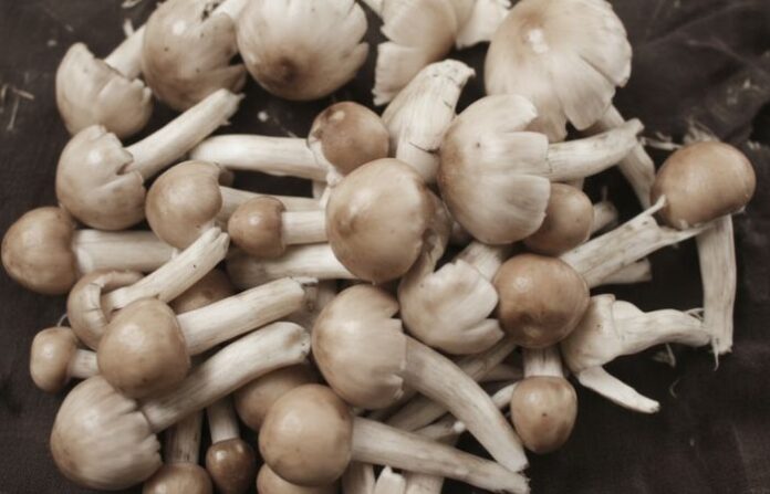 mashroom