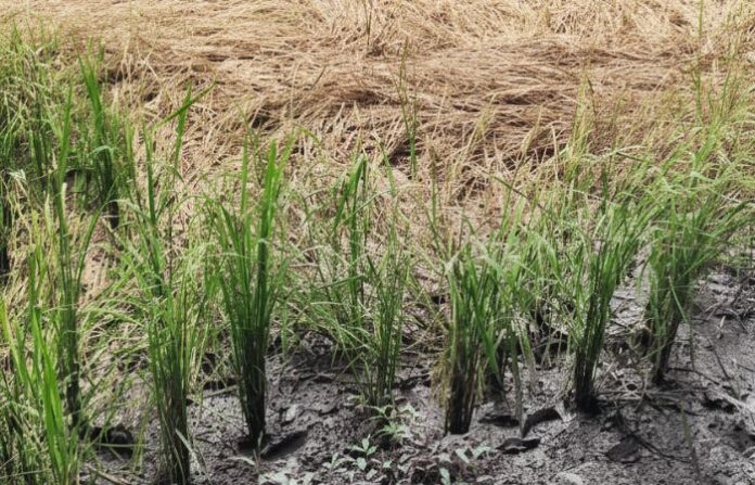 rice farming