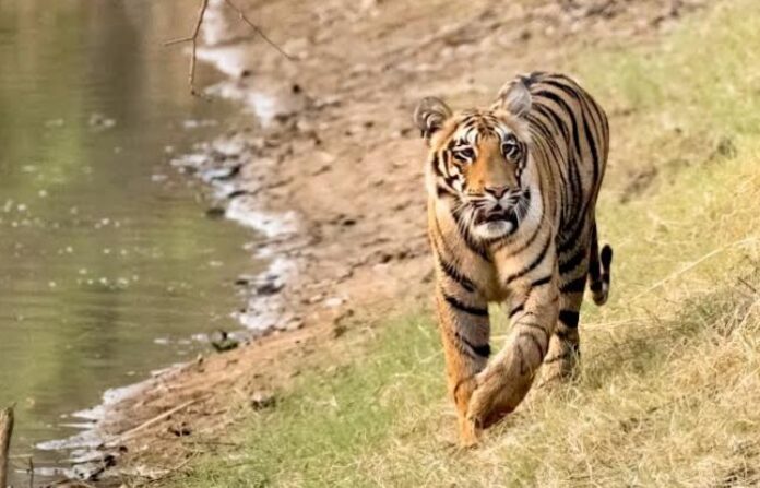tiger