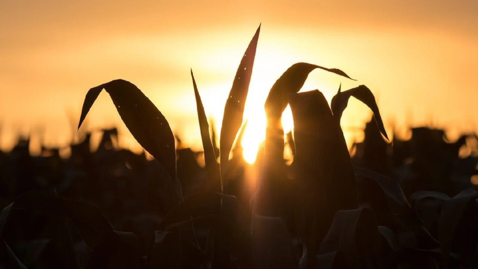 पिकांसाठी नॅनोकण पिकांना नॅनोकण