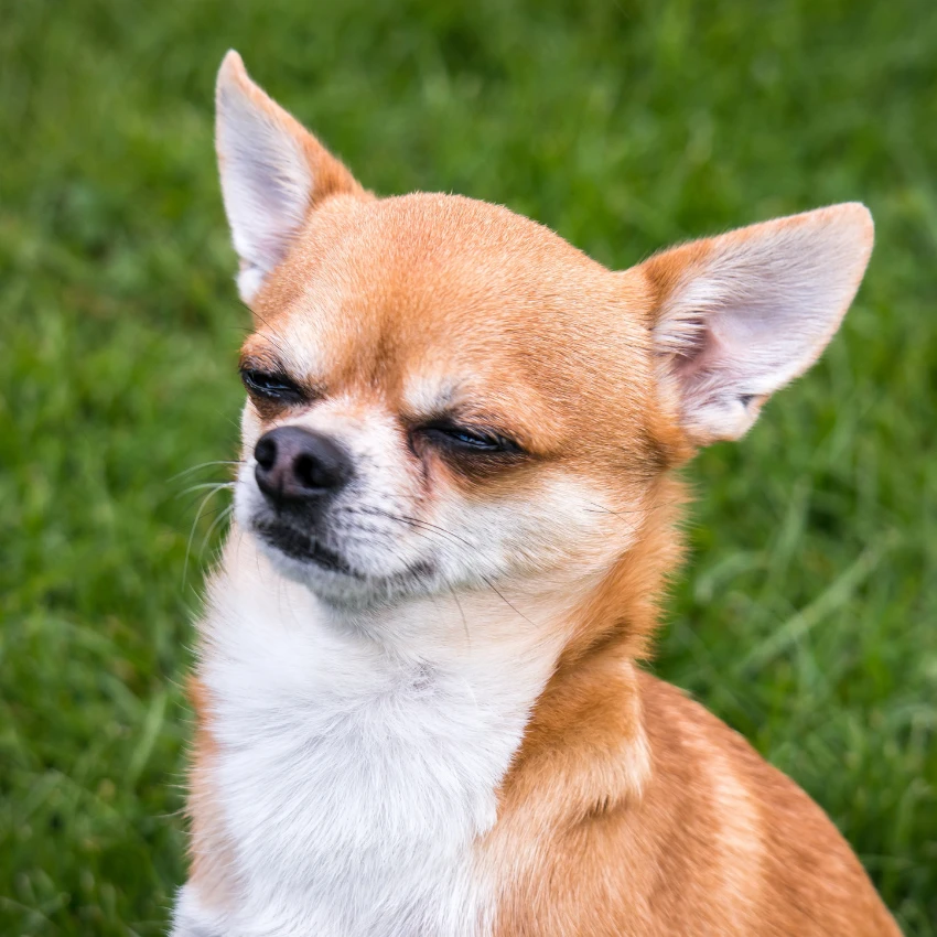 निर्णय घेणारी मादी कुत्रा पाहणारी मालक