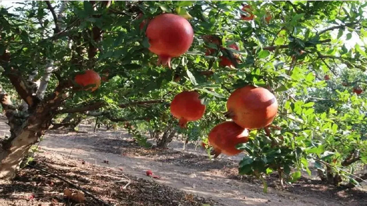 डाळिंब केवळ त्वचेसाठीच नाही तर हृदय, मेंदू आणि पचनसंस्थेसाठीही चांगले मानले जाते. यामुळे शरीराला पुरेशी ऊर्जा मिळते.