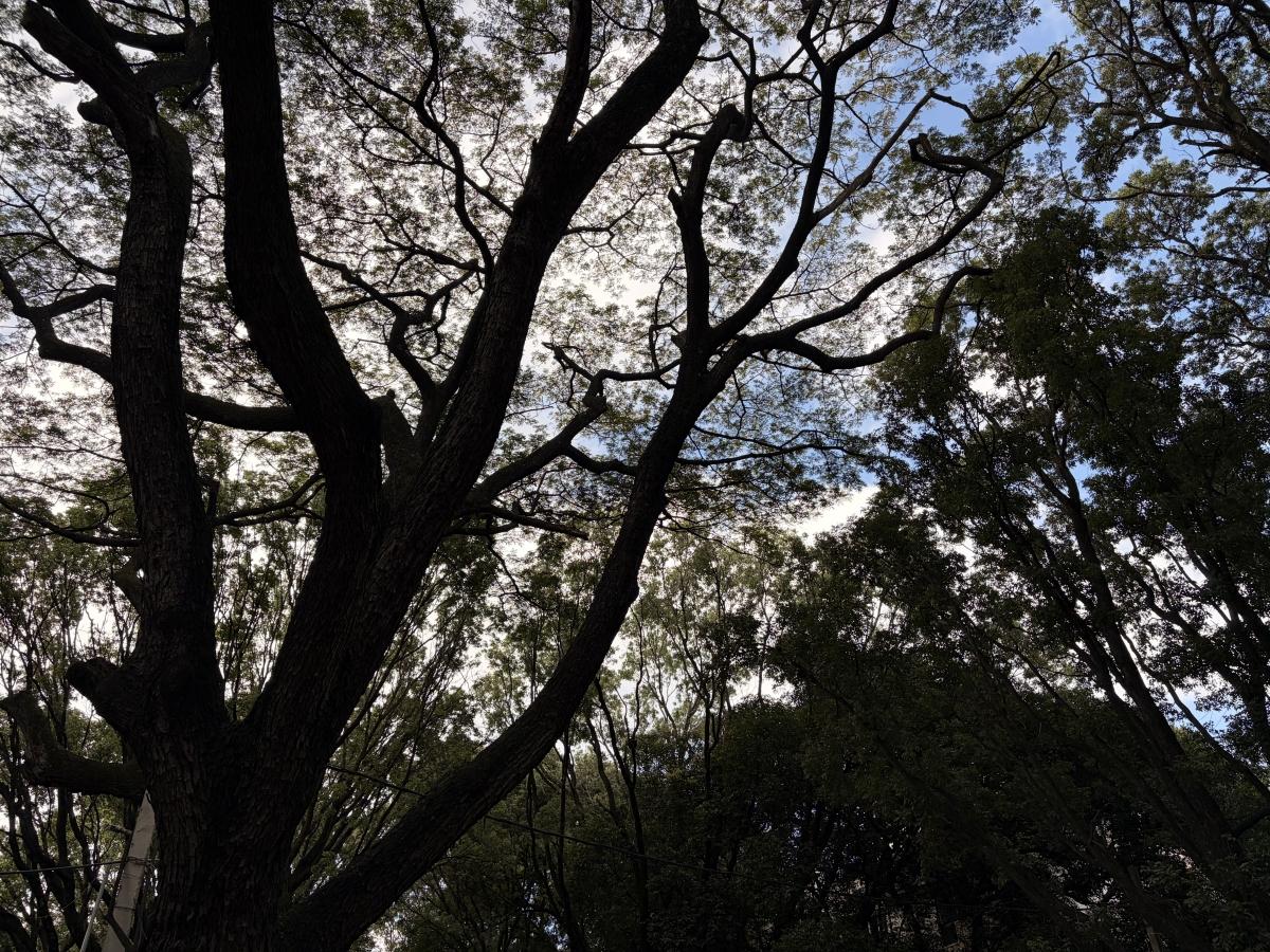 आयफोन 17 वर शूट केले