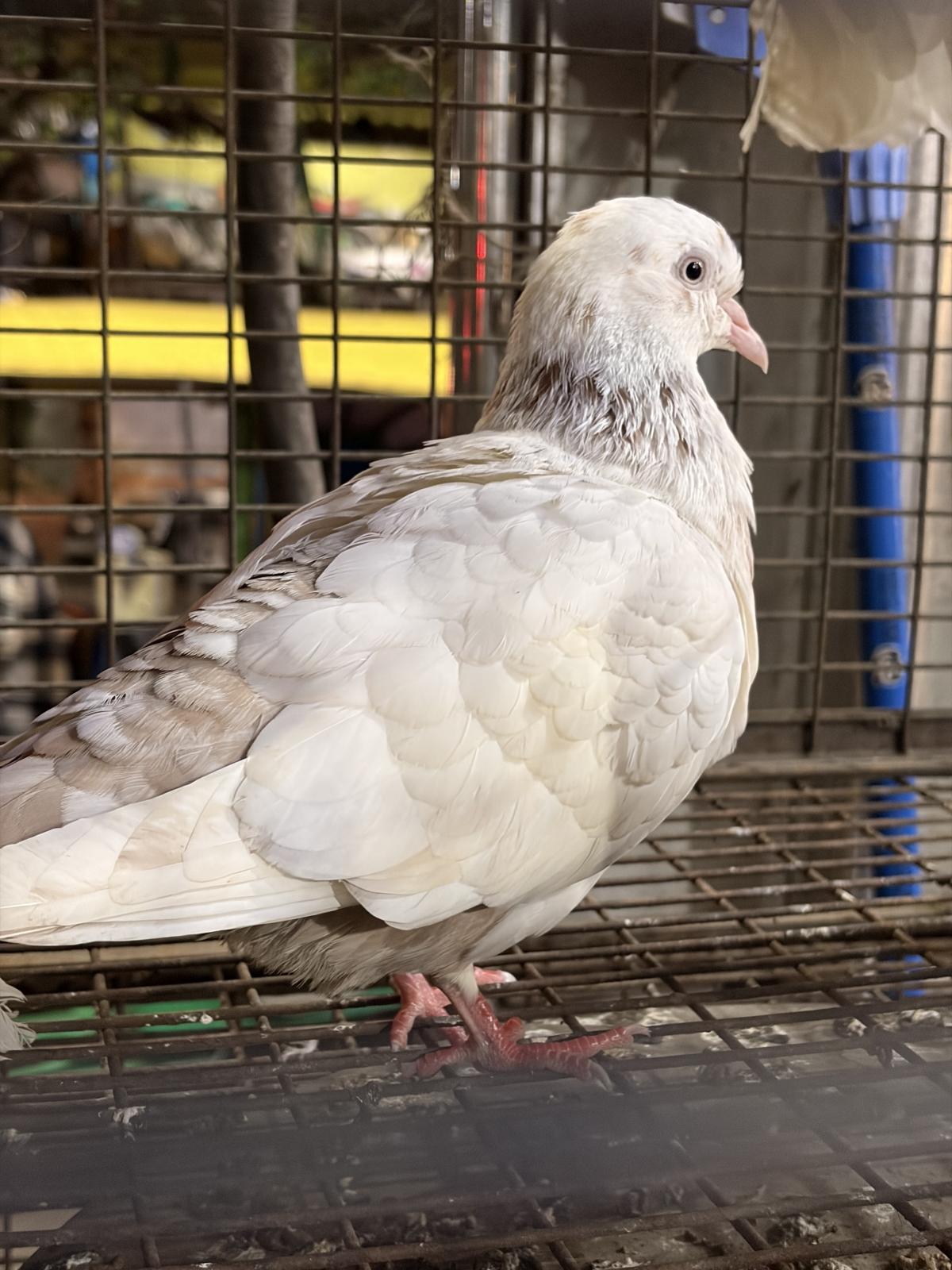 आयफोन 17 वर शूट केले