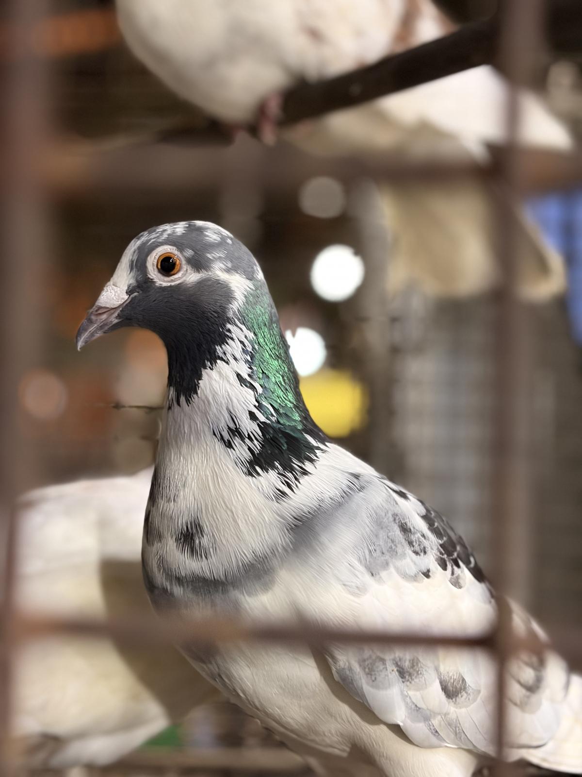 आयफोन 17 वर शूट केले