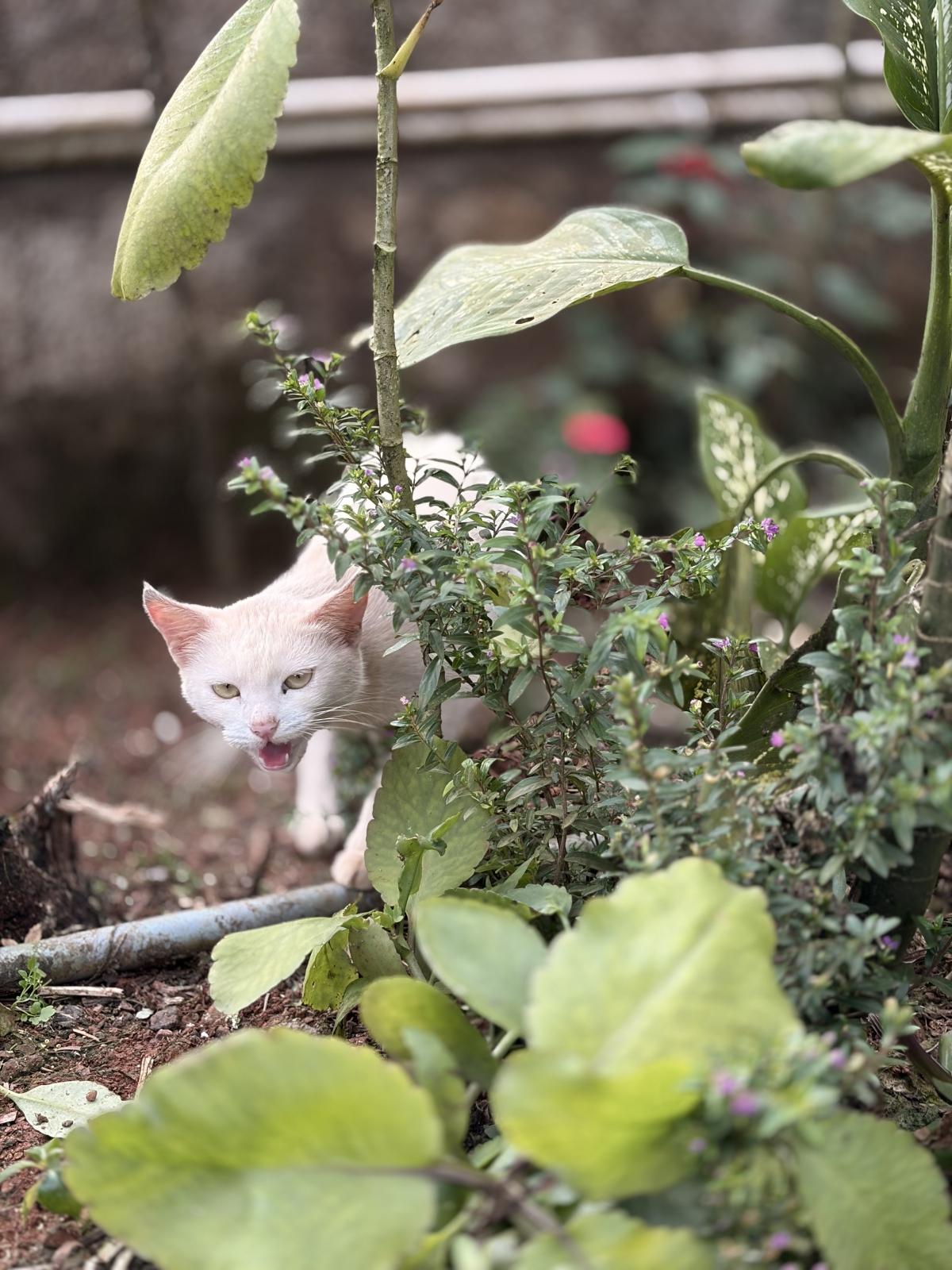 आयफोन 17 वर शूट केले