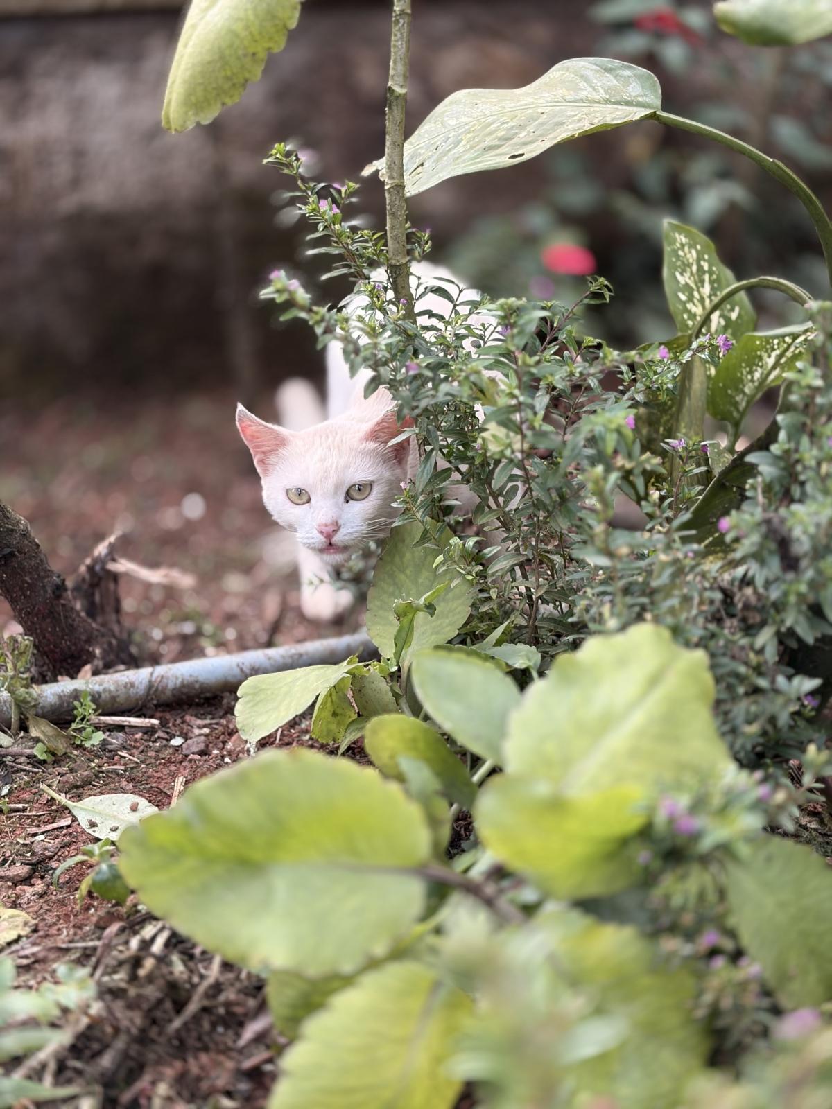 आयफोन 17 वर शूट केले