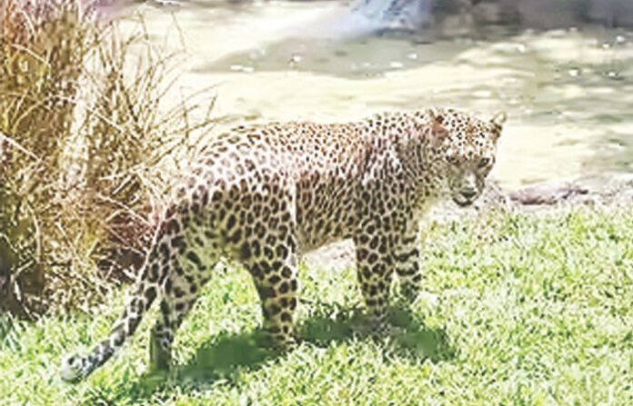 leopard (1)