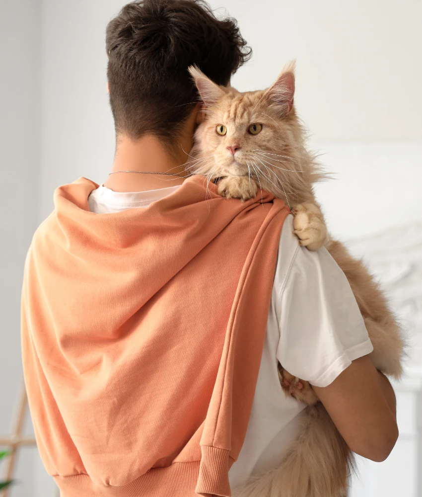 मांजर घरी मालकावर लक्ष ठेवून आहे