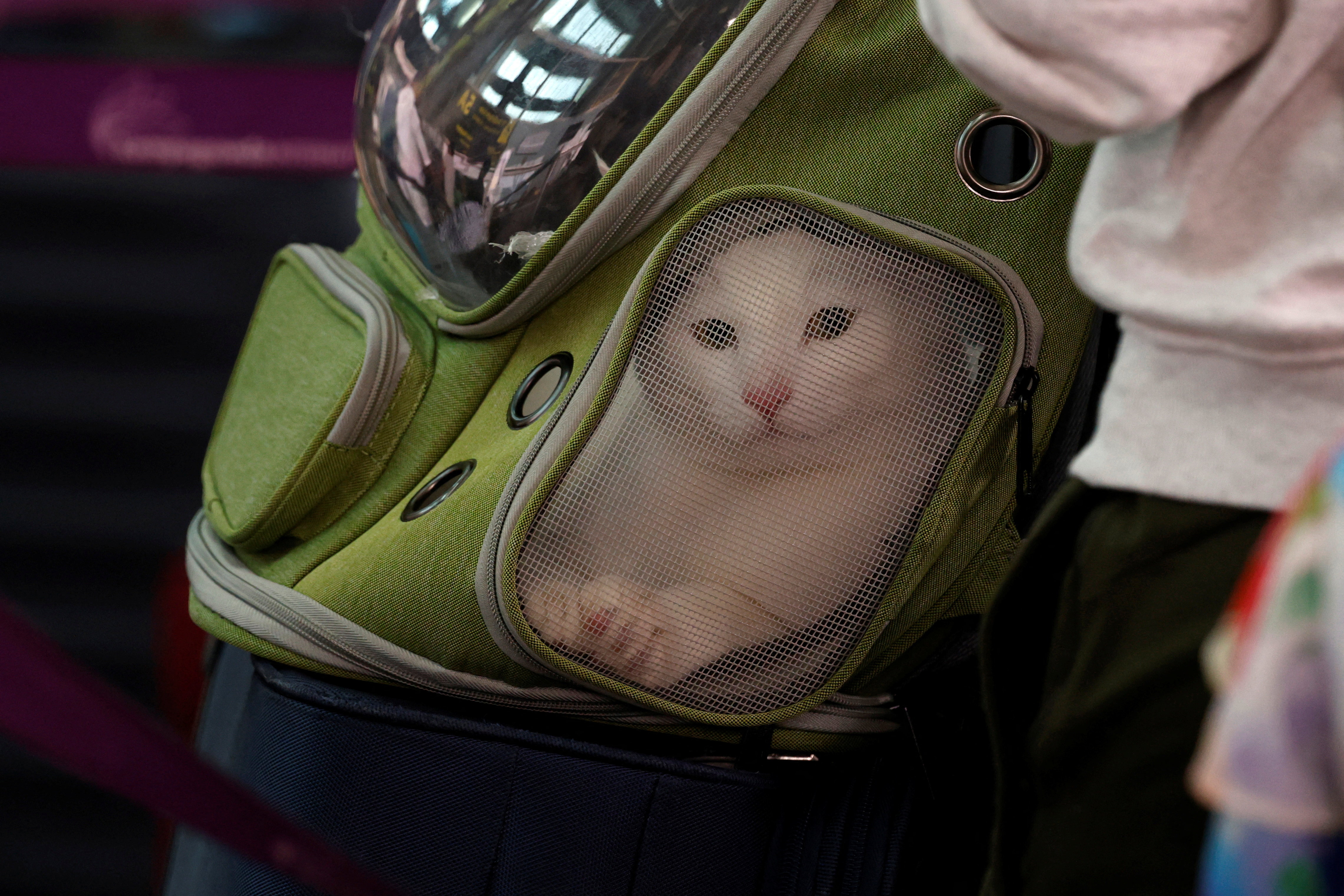 बेंगळुरू विमानतळावर एक प्रवाशी तिची पाळीव मांजर तिच्या बॅकपॅकमध्ये घेऊन रांगेत उभी असलेली दिसली.