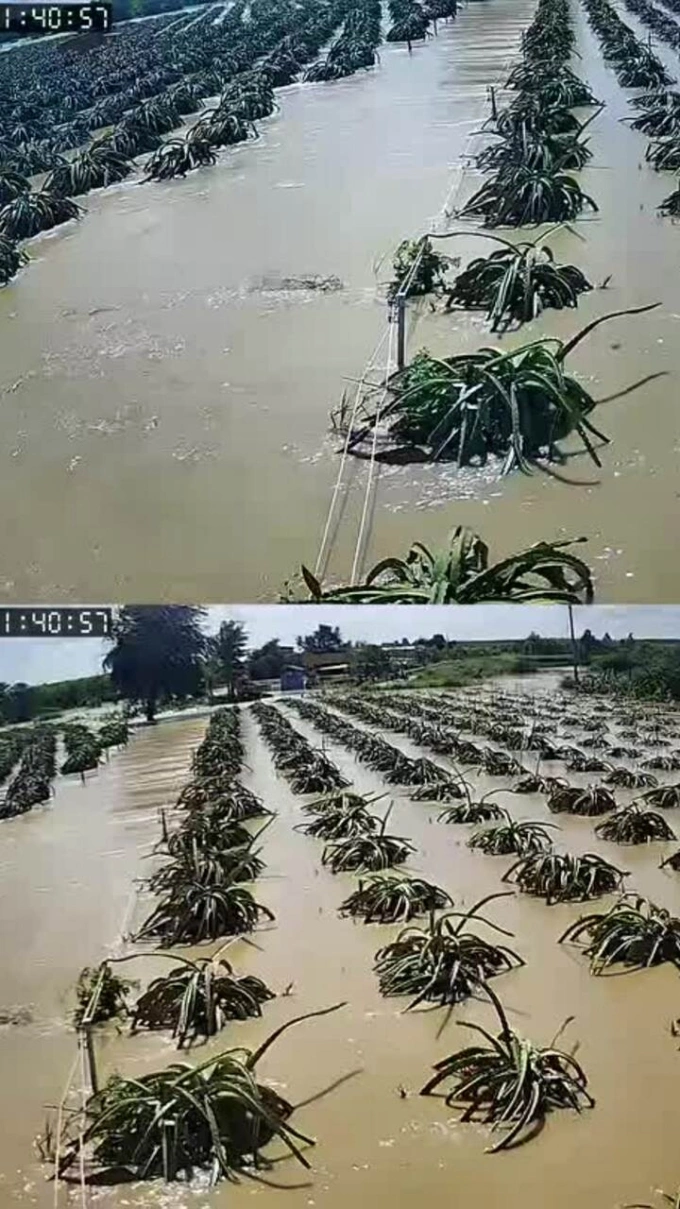 ड्रॅगन फ्रूटला पुरापासून 'सेव्ह' करण्यासाठी ट्रकच्या टायरच्या आतील बाजूस धरून ठेवणे