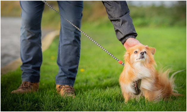 लाँग बीच सीए मधील शीर्ष 3 सर्वोत्तम पिल्ला प्रशिक्षकांपैकी निवडणे