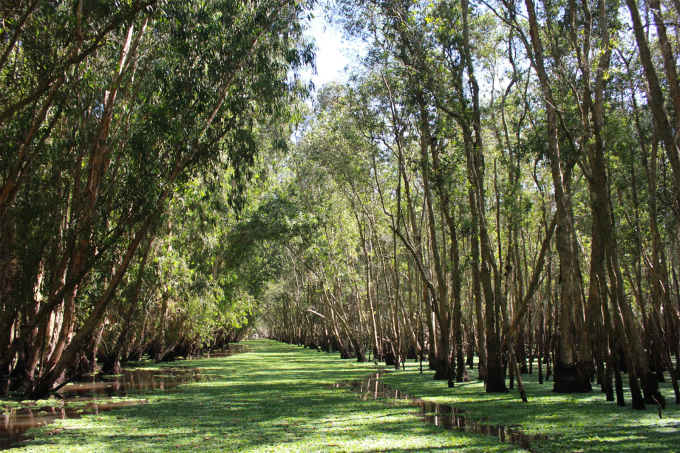 Tra Su cajuput जंगल हे Chau Doc पासून 30 किमी अंतरावर आहे. फोटो: खान थियेन