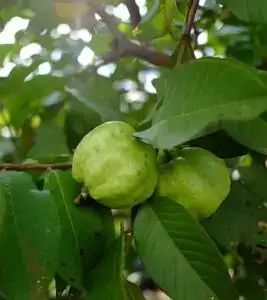 सुरकुत्या दूर करण्यासाठी घरगुती उपाय