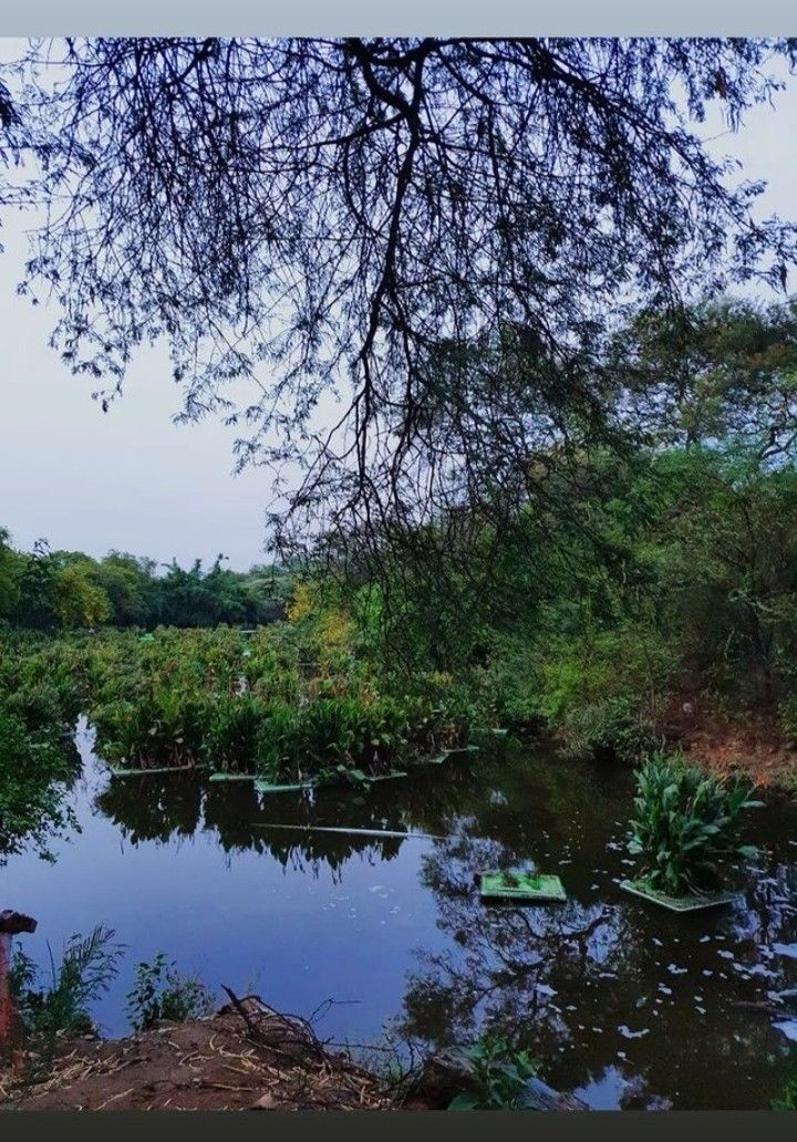 यात हे समाविष्ट असू शकते: जंगलात पाण्याचा एक छोटासा भाग आहे