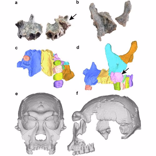 (प्रतिमा: निसर्ग)